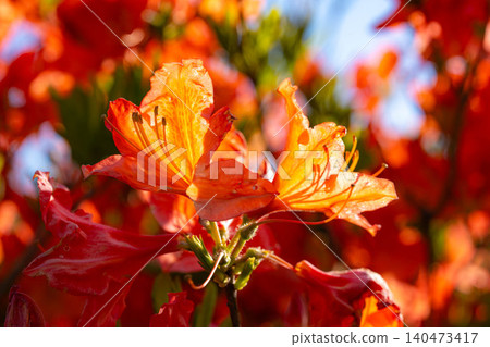 [Floral material] Rhododendron flowers bathed in the morning sun [Nagano Prefecture] 140473417