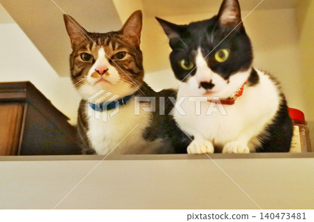 A joyful life with a pet cat 140473481