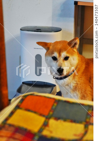 與柴犬共度快樂寵物生活 與柴犬共度快樂寵物生活 140473507