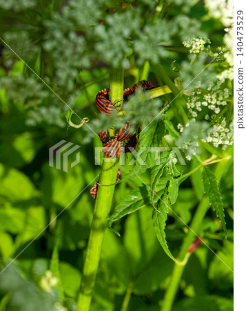 A large cluster of red and black striped shield bugs mating on a stem. 140473529