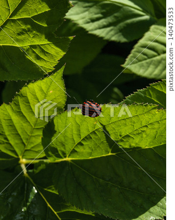 Striped shield bug on a lush large-leaf plant in a summer meadow. Striped shield bug on a lush large-leaf plant in a summer meadow. 140473533