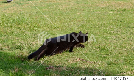 Black cat stalking across grass field outdoors 140473573