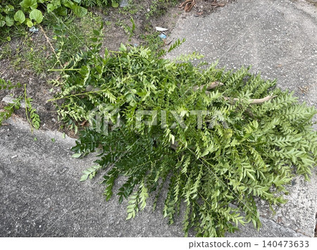 Pile of trimmed green branches and leaves on concrete surface Pile of trimmed green branches and leaves on concrete surface 140473633