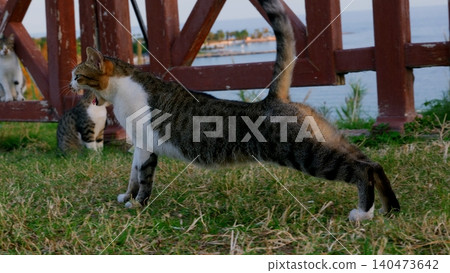 Tabby white cat stretching on grass near red wooden fence Tabby white cat stretching on grass near red wooden fence 140473642