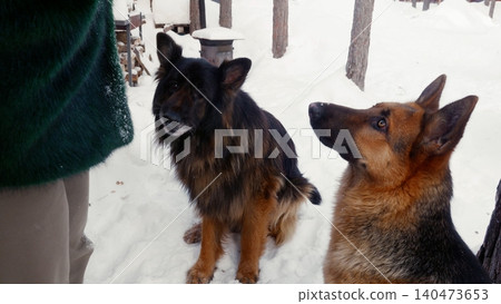 Dogs playing in snowy winter landscape with person Dogs playing in snowy winter landscape with person 140473653