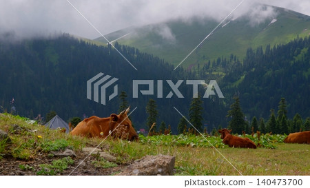 Brown cattle grazing mountain meadow surrounded by coniferous forest Brown cattle grazing mountain meadow surrounded by coniferous forest 140473700