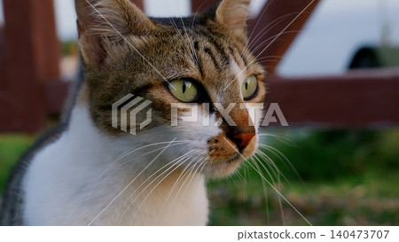 Tabby cat portrait with green eyes gazing outdoors Tabby cat portrait with green eyes gazing outdoors 140473707
