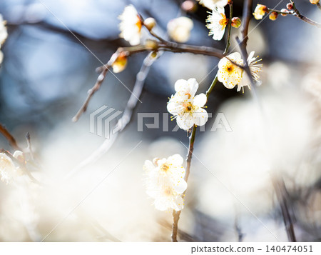 The pure white plum blossoms that have just begun to bloom in early spring The pure white plum blossoms that have just begun to bloom in early spring 140474051