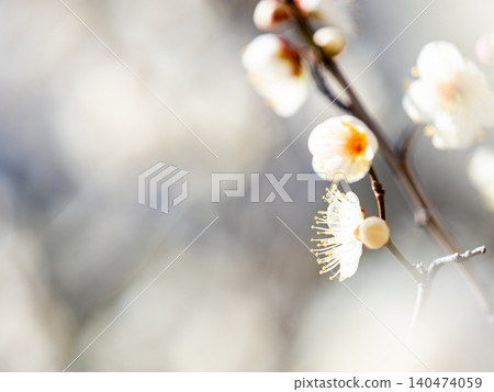 The pure white plum blossoms that have just begun to bloom in early spring The pure white plum blossoms that have just begun to bloom in early spring 140474059