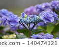  Gaku hydrangea 140474121