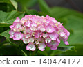 Pale color hydrangea 140474122