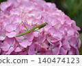 Mantis and hydrangea flowers 140474123