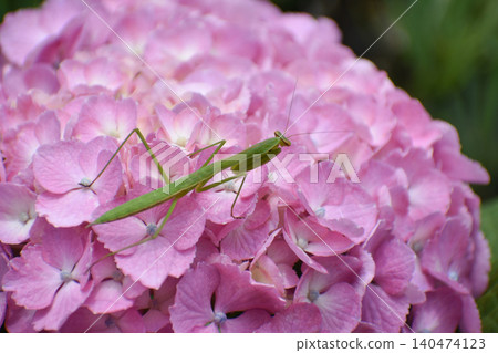 Mantis and hydrangea flowers 140474123
