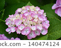 Pale color hydrangea 140474124