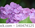Purple hydrangea 140474125