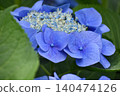 Blue hydrangea 140474126