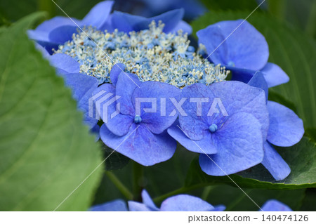 Blue hydrangea Blue hydrangea 140474126