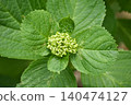 Hydrangea buds and leaves 140474127