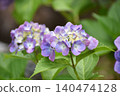 Blue-purple hydrangea 140474128