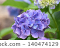 Blue hydrangea 140474129
