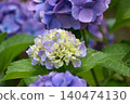 Pale color hydrangea 140474130