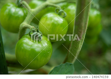 家庭菜園:家庭菜園中果番茄的生長 家庭菜園:家庭菜園中果番茄的生長 140474159