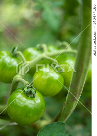 Home garden: The growth of fruit tomatoes in a home garden Home garden: The growth of fruit tomatoes in a home garden 140474160