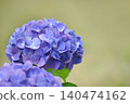 Blue hydrangea 140474162