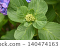Hydrangea buds and leaves 140474163