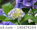 Pale color hydrangea 140474164