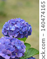Hydrangea in blue 140474165