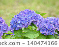 Blue hydrangea 140474166
