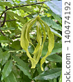 Ylang-Ylang flower on tree in tropical garden 140474192