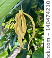 Ylang-Ylang flower on tree in tropical garden 140474210