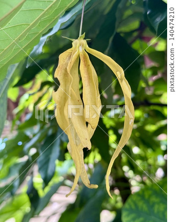 Ylang-Ylang flower on tree in tropical garden Ylang-Ylang flower on tree in tropical garden 140474210