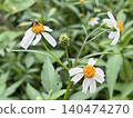 Bee on white daisy flower in the garden with green leaves background 140474270