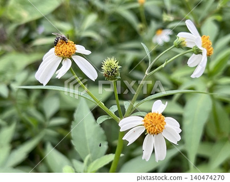 Bee on white daisy flower in the garden with green leaves background Bee on white daisy flower in the garden with green leaves background 140474270