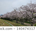 Park where cherry blossoms in full bloom bloom 140474317