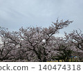 Sakura in full bloom that shines in the blue sky of spring 140474318