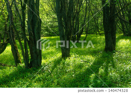 Beautiful spring forest landscape with green trees and grass. Nature background 140474328
