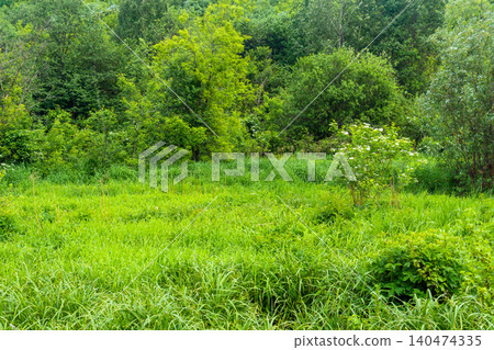 Green meadow with grass and flowers in the summer in the forest Green meadow with grass and flowers in the summer in the forest 140474335