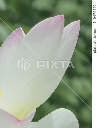 蓮花特寫 蓮花特寫 140474362