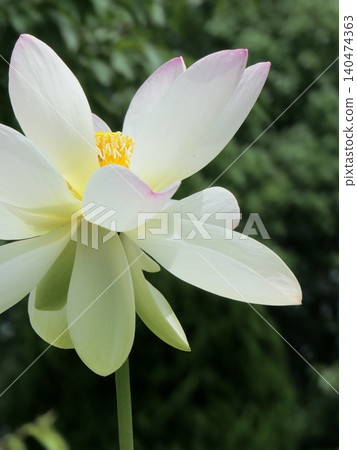 白蓮花 白蓮花 140474363