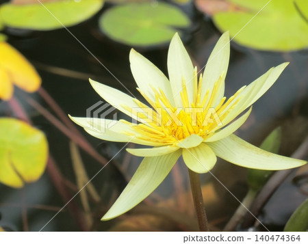 黃色蓮花 140474364