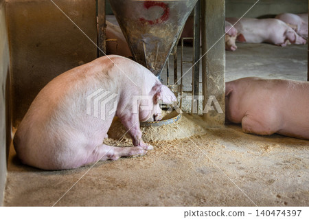 Adult pig eating powder food in farm. Adult pig eating powder food in farm. 140474397