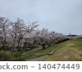 Scenery with cherry blossom trees in full bloom 140474449