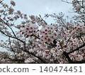 cherry blossoms bloom 140474451