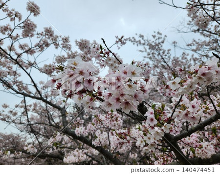 cherry blossoms bloom cherry blossoms bloom 140474451