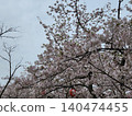 Sky surrounded by cherry blossom trees 140474455