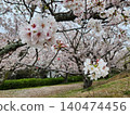 Park with cherry blossoms 140474456